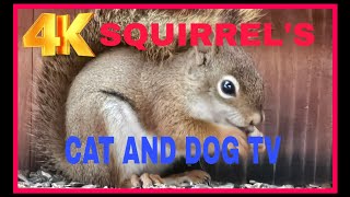 Cat TV Dog TV 4k Chipmunks , Squirrels and Birds #cattv #squirrel