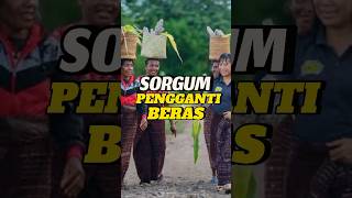 Pengganti beras yang lebih murah nih❤️🇮🇩🤍| SORGUM