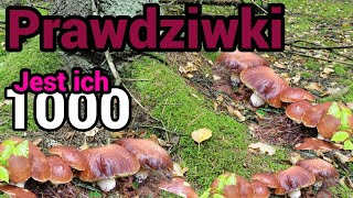 Tysiące! Grubych i ładnych borowikow, prawdziwek przy prawdziwku 2024