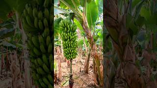 Part-2 wholesale Price Banana Tree sale K.G.F Telugu #shoes #YoutuShopsy