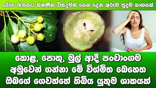 මේ බෙහෙත ඔබගේ ගෙවත්තේ තිබිය යුතුම ශාකයක්