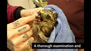 Red-shouldered Hawk release