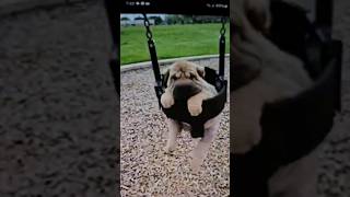 Shar Pei Walking Shennanigan #dog #sharpei #puppy