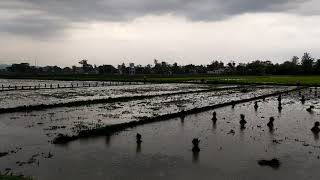 Pak tani ibu tani ndaud pinian winih pari hujan matun tanduran sawah