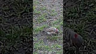 #birds #animals #wildlife #nature #shorts Northern Flicker Eating Ants and Grubs Yum!