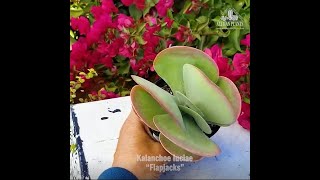 Quick Peek: Kalanchoe luciae "Flapjacks"