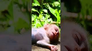 #monkey #babymonkey #monkeycry #newbabymonkey #newbornbaby #fbreel #facebook #short #shortvideos #Mo