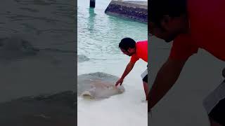 Manta Ray Handshake | Don't Eat Me 😂