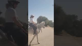 horse riding in dubai