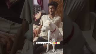 Bruno cutie ke liye ek subscribe toh banta hai dosto 🐕🥰♥️ #doglover #dog #contentcreator #dailyvlog