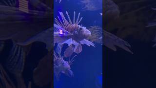 #short #lionfish