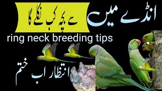 ringneck ke Ande mein se baccha kab nikalta hai /  Urdu Hindi