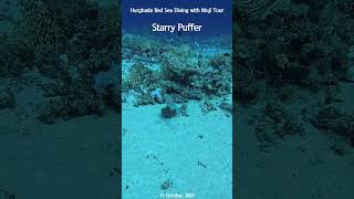 [4K] Puffers / Egypt Hurghada Red Sea Boat Diving #shorts #scubadiving