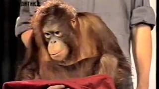 1992. 06. Orangutanka Sanja