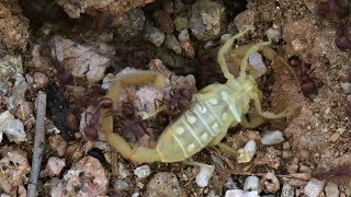 Scorpion Attacked By Ants (Warning: May be disturbing to some viewers)