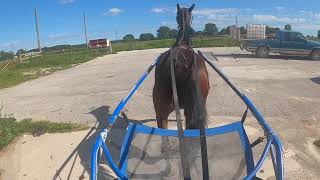 Day to Day Care of Racehorses!