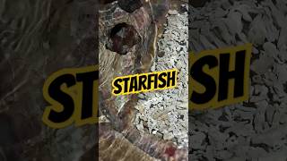 Starfish, si bintang laut dan Faktanya #facts #fish #vlog