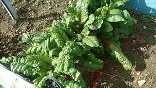 Retired in PA - Swiss Chard and Carrots.