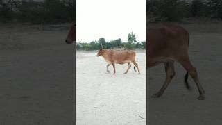 World beautiful red cow||Desert red cow||#cows||Gaye maaa|| #cowlover