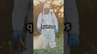 ¡Control Inteligente! Dispensadores Etológicos para Combatir el Gusano Cogollero 🚜🌾