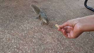 Squirrel Nicely Takes Peanut from My Hand Video 1