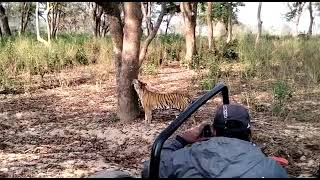 Tiger marking her territory at Corbett- November 2021