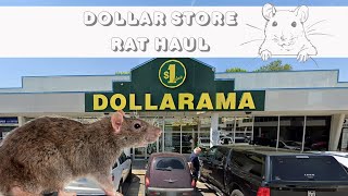 DOLLAR STORE Rat supplies haul - What i bought for my pet rats at the DOLLAR STORE