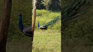 Amazing Peacock calling in the jungle 😱😨#shorts #picock #wildlife #nature