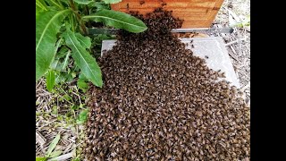 La procession des abeilles - Apiculture S01E01