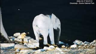 Cute elephant calf