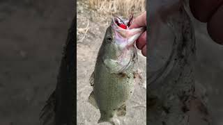 Spring bass fishing, using a chatter bait. #Fishing,Colorado #FishingdowntownDenver #BassFishing.