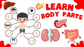 Body Parts Name | Learn Body Parts with Fun | Internal Organs for Kids | Educational Videos for Kids