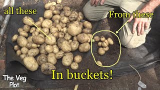 Biggest potatoes I grew in a bucket what's the secret?