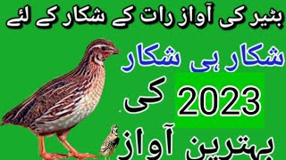 BATAIR KA SHIKAR|QUAIL HUNTING 2023|BATAIR KI AWAZ SUBHA K LIYE 2023