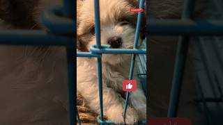 LHASA APSO #viral #galiff #shorts