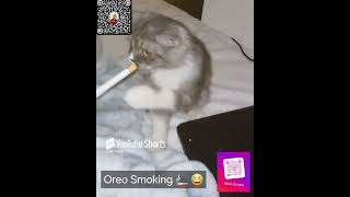 Oreo🚬 #cat #cats #catlover #animals #funny #fun #shorts #shortsfeed #catshorts #explore