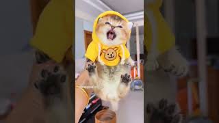 cutecute #cat #funnypets #pets #cats #funnyanimals #funny #kitten #petsloversmostpopular #catvideos