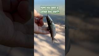 I caught a tiny catfish!?! #catfishingtips #catfishhunter #catfishes #catfishfish #fishinglife