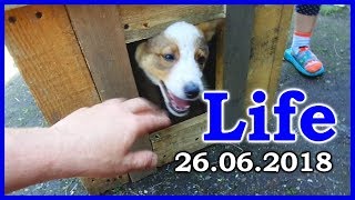 Колхоз продакшн LIFE от 26.06.2018. Новый житель на даче.