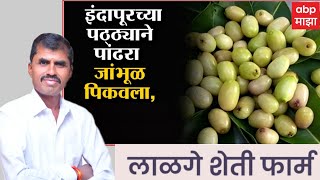 White Java Plum | Indapur | @abpmajhatv | Bharat Lalge | White Jamun | Lalge Farms - लाळगे फार्मस्