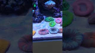 Aquamedic blenny 1 year update