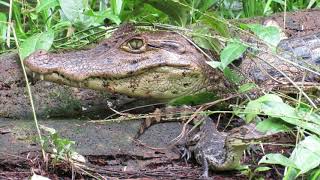 Caiman crocodilus | Caimán de anteojos