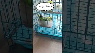 #hungry #birds #shorts #love