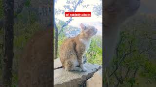 बिल्ली ने अचानक से Attack कर दिया 😱#shorts #short #youtubeshorts #trending #viral #shortsvideo #yt