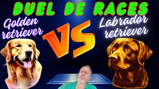 DUEL DE RACES -  LABRADOR X GOLDEN RETRIEVER