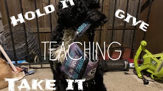 Teaching “Hold it” to your Service Dog