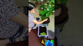 UAE|Fiddleleaffig|potting #youtubeshorts #indoorplants #sharjah #kerala #krishnaarun