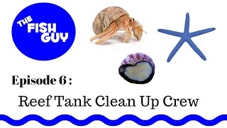 Ep. 6 -  Reef Tank Clean Up Crew