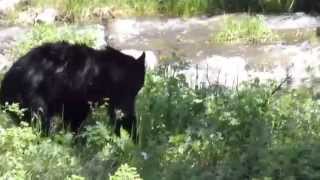 Black Bear Yellowstone National Park