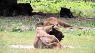 Żubr (Bison bonasus) - Białowieża